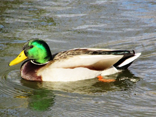 Mallard Duck