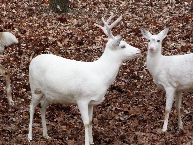 cape may zoo grounds 2