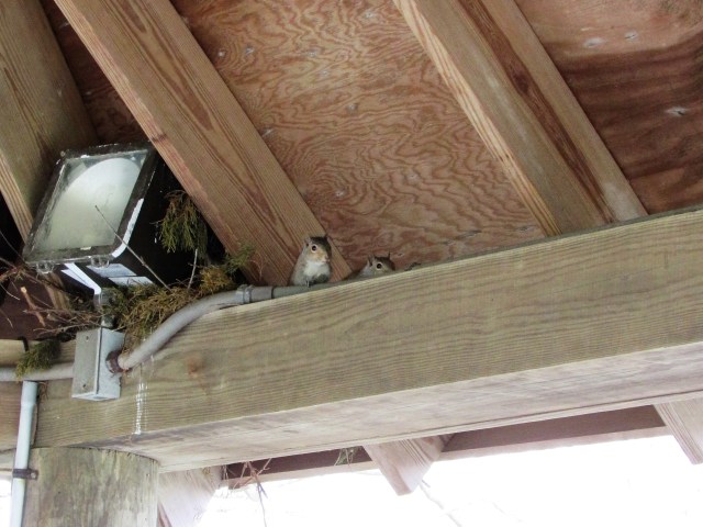 cape may zoo grounds 8