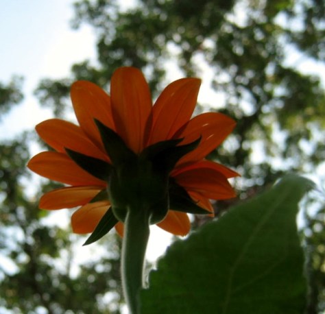 Beneath A Tithonia (Mexican Sunflower)