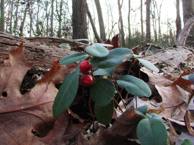 wintergreen 2
