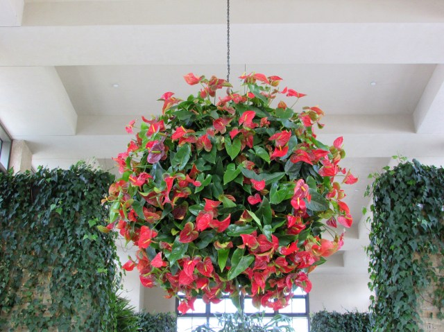anthirrium hanging basket