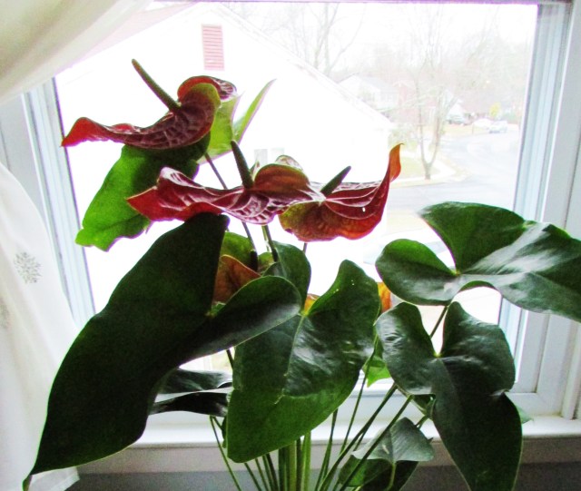 anthirrium windowsill