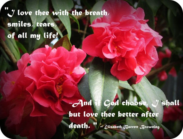 Valentine's Day Camellia