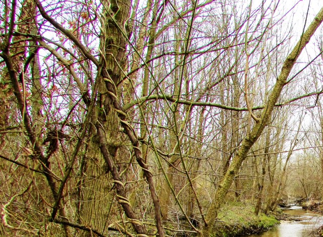 winterlandscape4 (2)