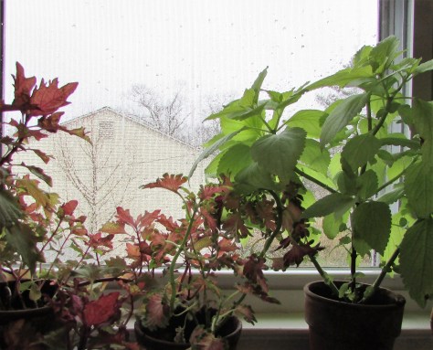 coleus cuttings 1