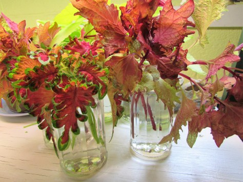 coleus cuttings 3