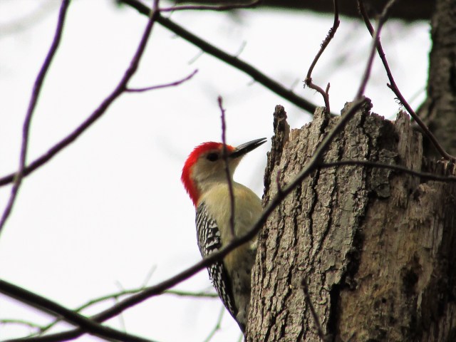 red headed woodpecker