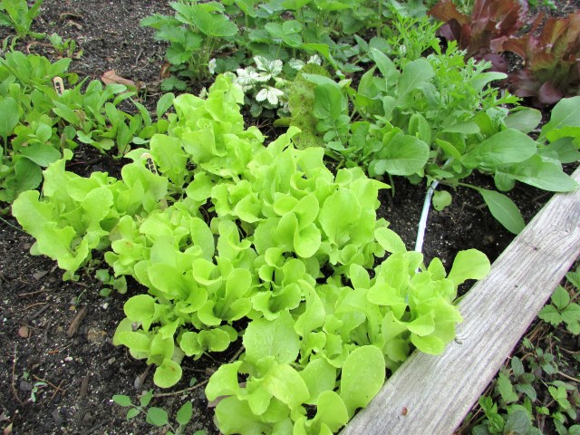 Black Seeded Simpson Lettuce