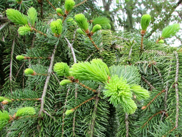 New growth on pine trees
