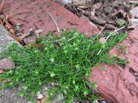 endurance irish moss