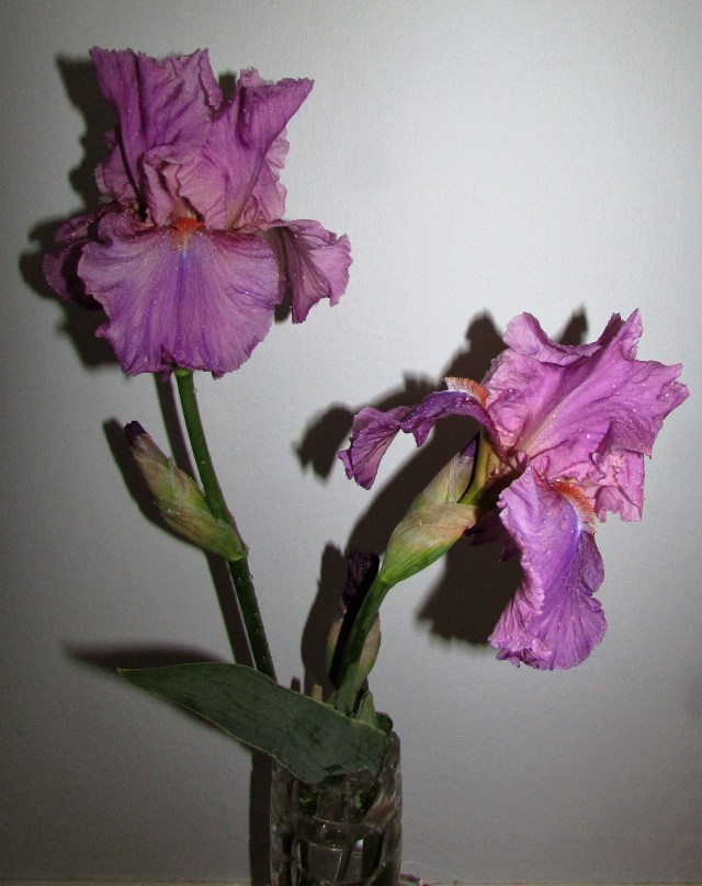 iris 2