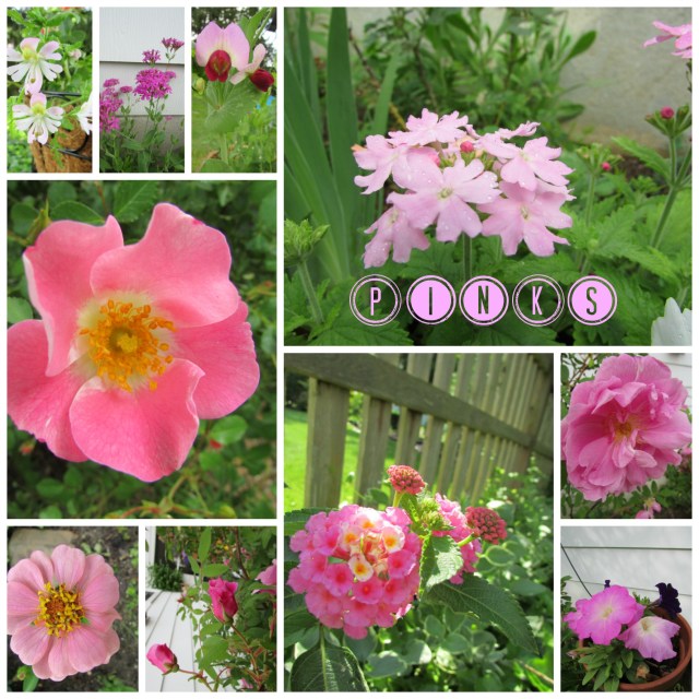 Schizanthus, Catchfly, Verbena, Pod Pea Blossom, Shrub Rose, Zinnia, Rosebud, Lantana, Climbing Rose & Petunias