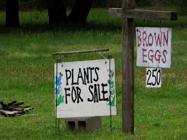 roadside plant stand 2