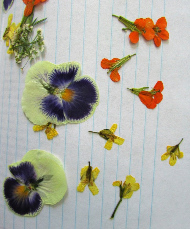 Broccoli florets, lower right, with wallflowers and pansies.