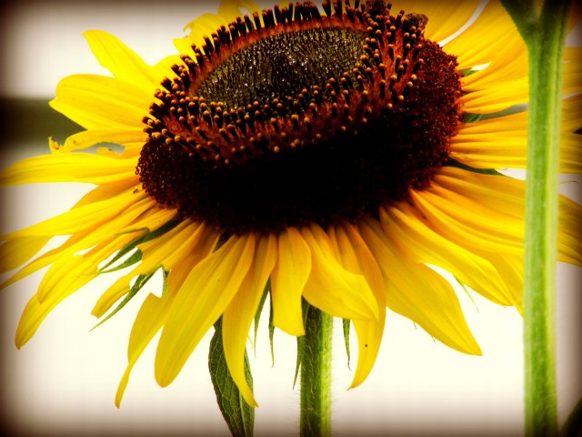 sunflower 1