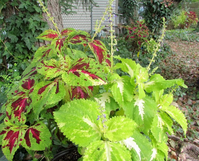coleus1
