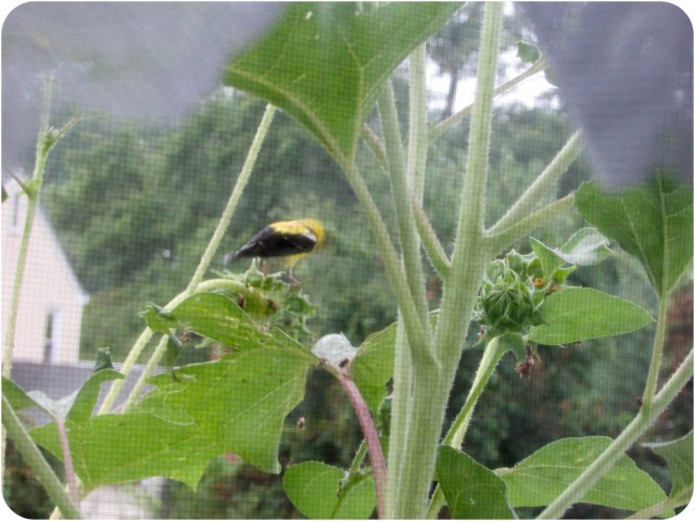 Goldfinch Frame3d (1 of 1)