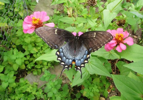 Black Swallowtail