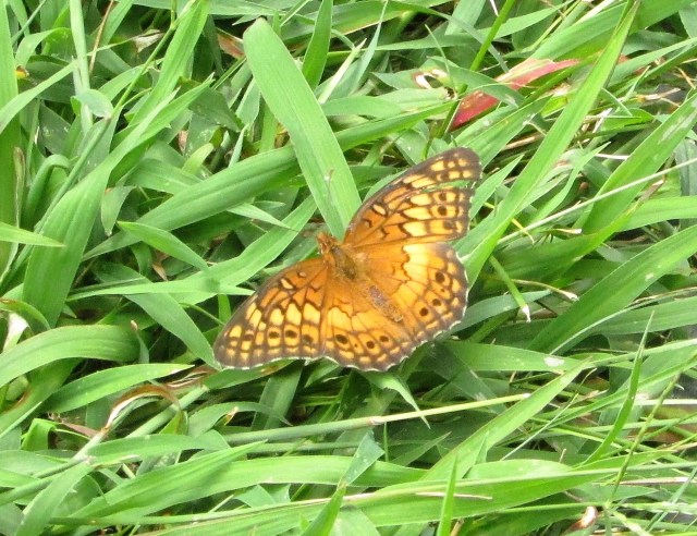 Pearl Crescent (?)