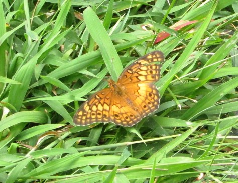 Pearl Crescent (?)