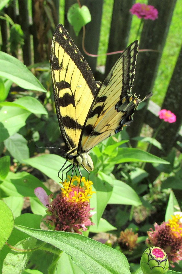 Yellow Swallowtail