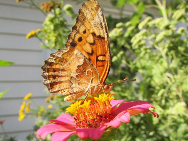 Painted Lady (?)