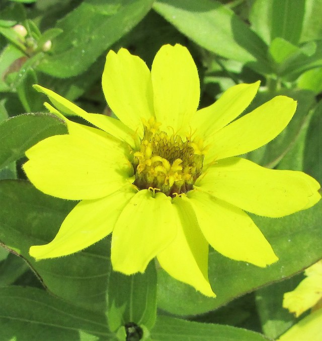 Zinnia