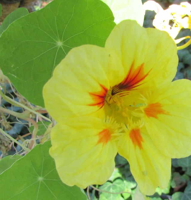 Nasturtium