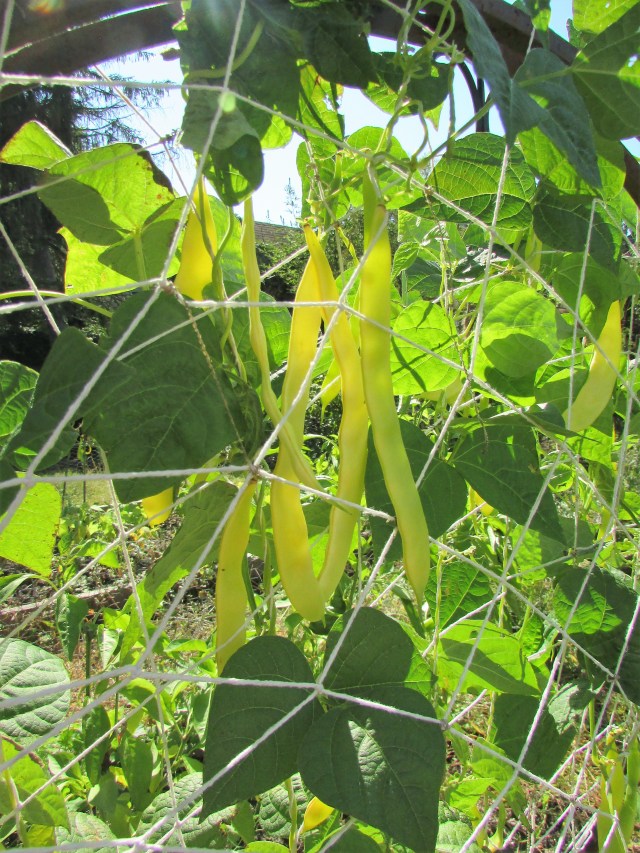 Gold Marie Vining Bean