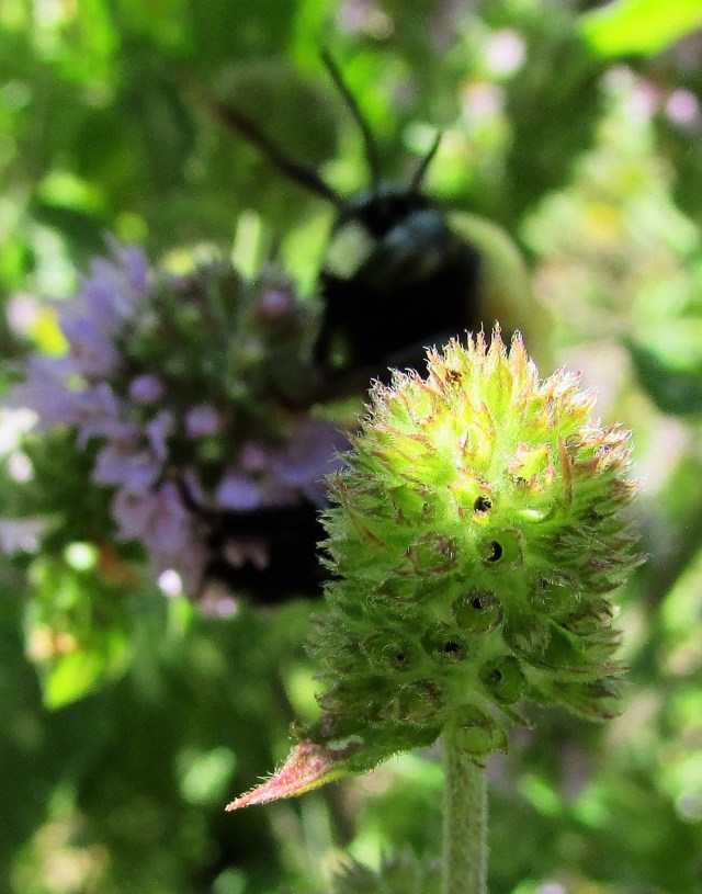 Mint seed head with yellow bumblebee in background