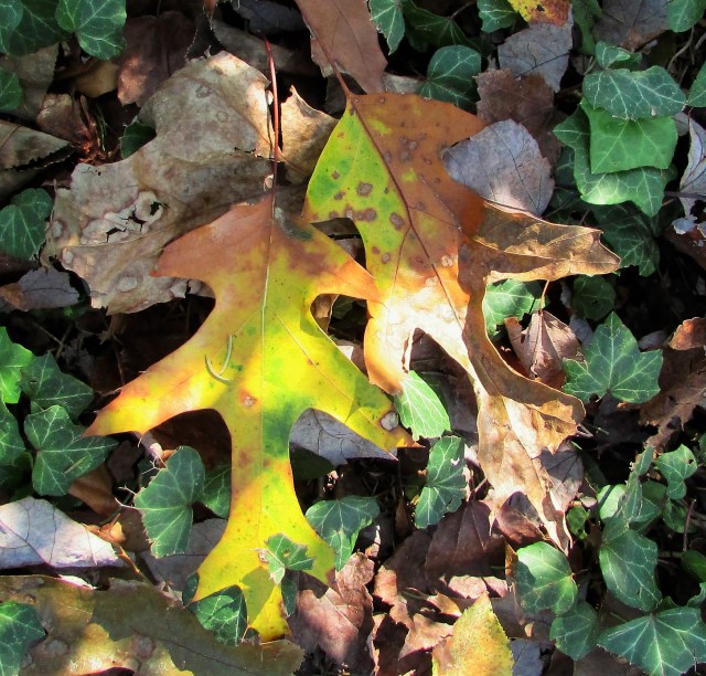 Fallen Oak leaves
