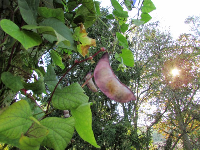 Hyacinth Bean Vine Pod