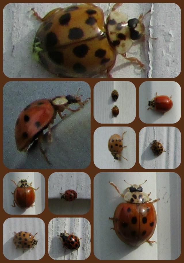 ladybug-collage