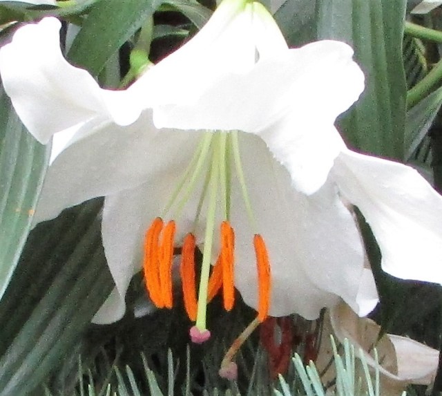 Lily with Atomic Orange Stamens