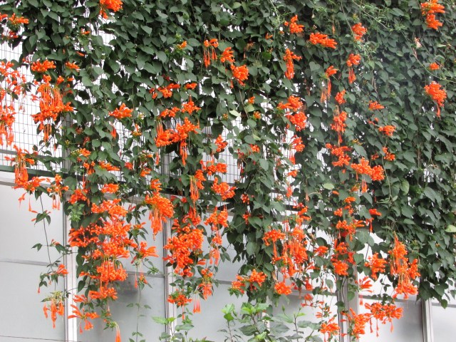 Flame Vine