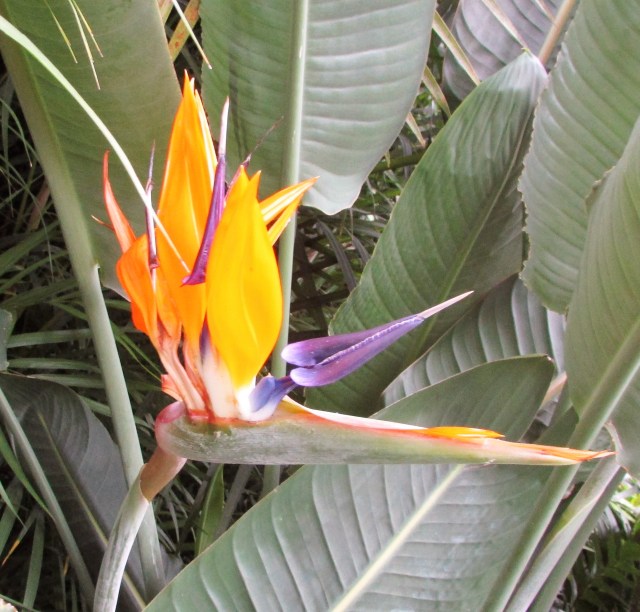 Bird of Paradise